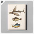アートパネル-Flying Fish, Rudder Fish, and Perch
 - マーク ケイツビー Canvas.