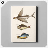 アートパネル-Flying Fish, Rudder Fish, and Perch
 - マーク ケイツビー Canvas.
