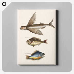 アートパネル-Flying Fish, Rudder Fish, and Perch
 - マーク ケイツビー Canvas.