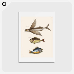 アートポストカード-Flying Fish, Rudder Fish, and Perch
 - マーク ケイツビー Postcard.
