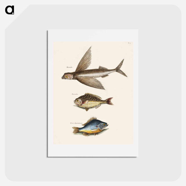 アートポストカード-Flying Fish, Rudder Fish, and Perch
 - マーク ケイツビー Postcard.