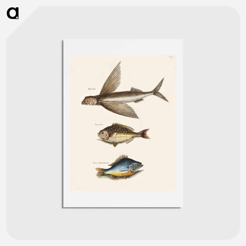 Flying Fish, Rudder Fish, and Perch
 - Mark Catesby Postcard.