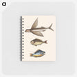 アートメモ帳-Flying Fish, Rudder Fish, and Perch
 - マーク ケイツビー Memo.