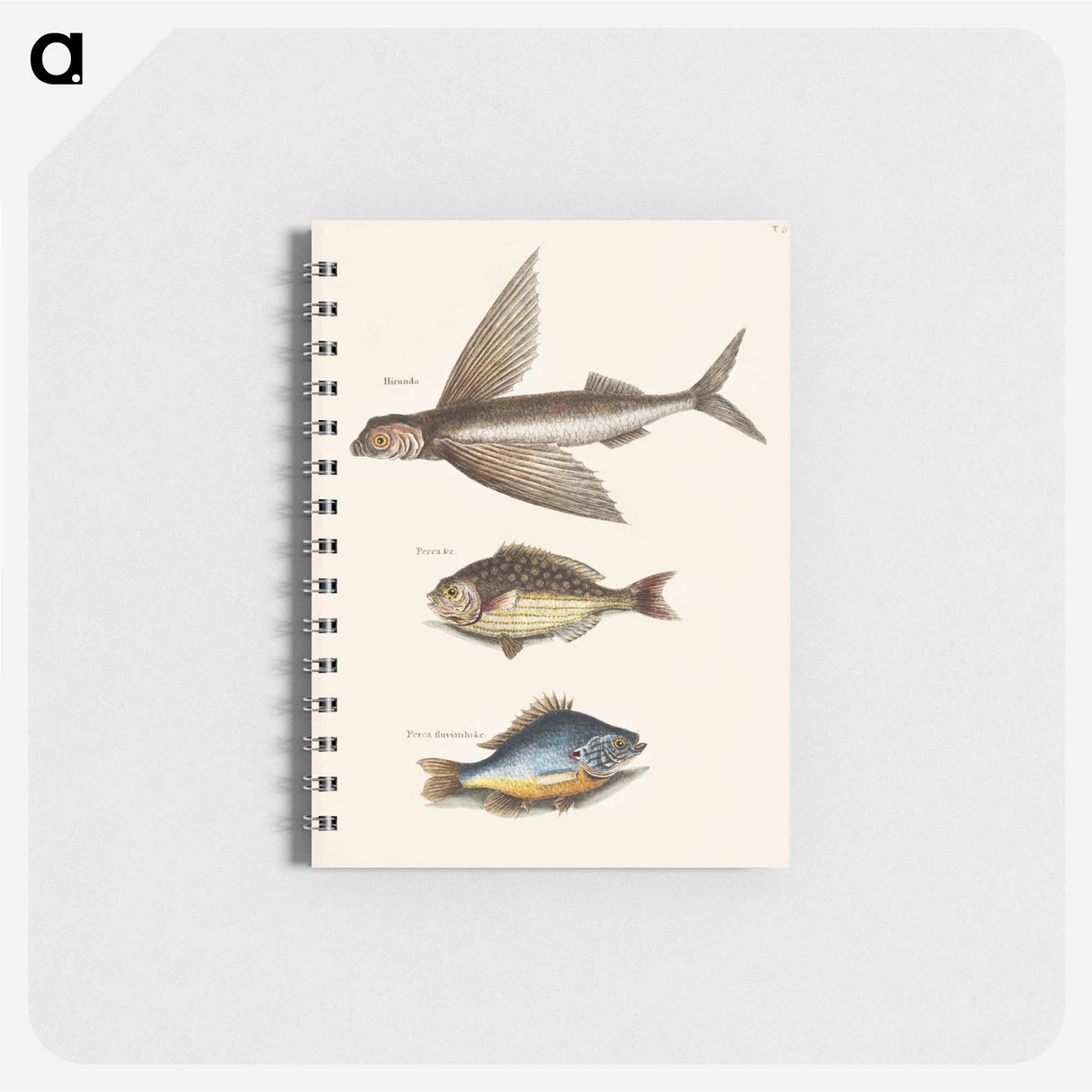 アートメモ帳-Flying Fish, Rudder Fish, and Perch
 - マーク ケイツビー Memo.