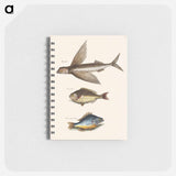 アートメモ帳-Flying Fish, Rudder Fish, and Perch
 - マーク ケイツビー Memo.