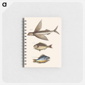 アートメモ帳-Flying Fish, Rudder Fish, and Perch
 - マーク ケイツビー Memo.