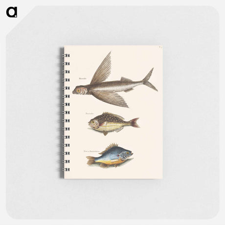 アートメモ帳-Flying Fish, Rudder Fish, and Perch
 - マーク ケイツビー Memo.