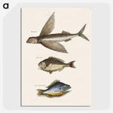 2-62_Mark-Catesby_picture-crop