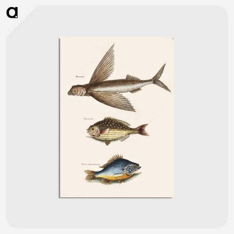 アートポストカード-Flying Fish, Rudder Fish, and Perch
 - マーク ケイツビー Postcard.