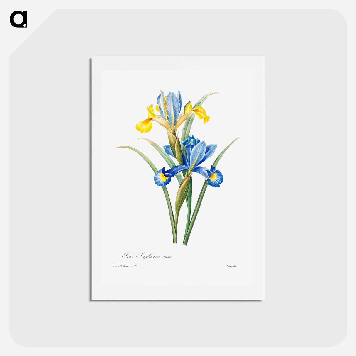 アートポストカード-Spanish iris - ピエール ジョゼフ ルドゥーテ Postcard.