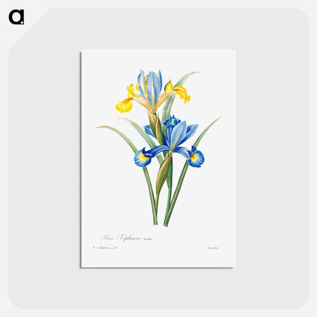 アートポストカード-Spanish iris - ピエール ジョゼフ ルドゥーテ Postcard.