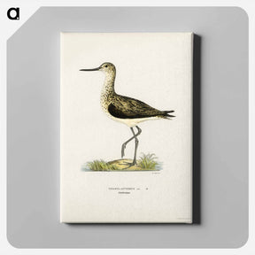 アートパネル-Greenshank
 - スヴェンスカ フォグラル Canvas.