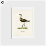 アートポストカード-Greenshank
 - スヴェンスカ フォグラル Postcard.
