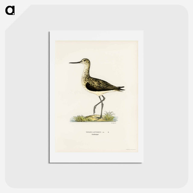 アートポストカード-Greenshank
 - スヴェンスカ フォグラル Postcard.