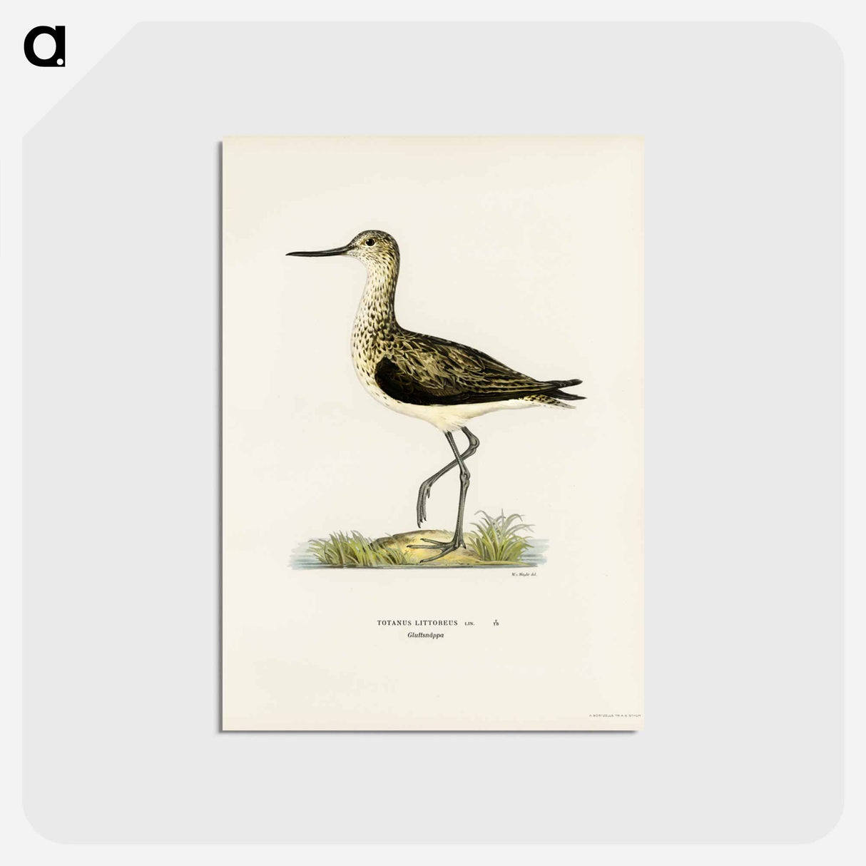 アートポストカード-Greenshank
 - スヴェンスカ フォグラル Postcard.