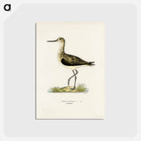アートポストカード-Greenshank
 - スヴェンスカ フォグラル Postcard.