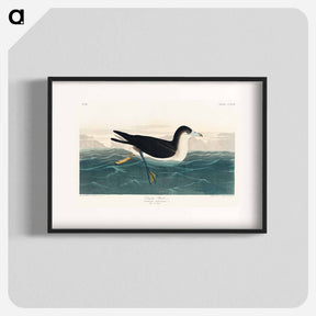 アートポスター-Dusky Petrel from Birds of America
 - アメリカの鳥たち Poster.