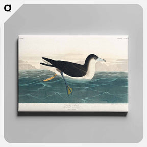 アートパネル-Dusky Petrel from Birds of America
 - アメリカの鳥たち Canvas.