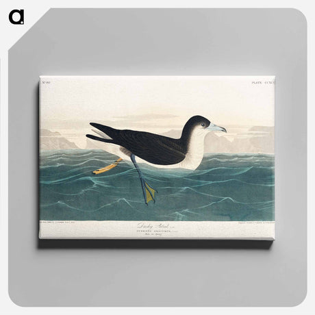 アートパネル-Dusky Petrel from Birds of America
 - アメリカの鳥たち Canvas.