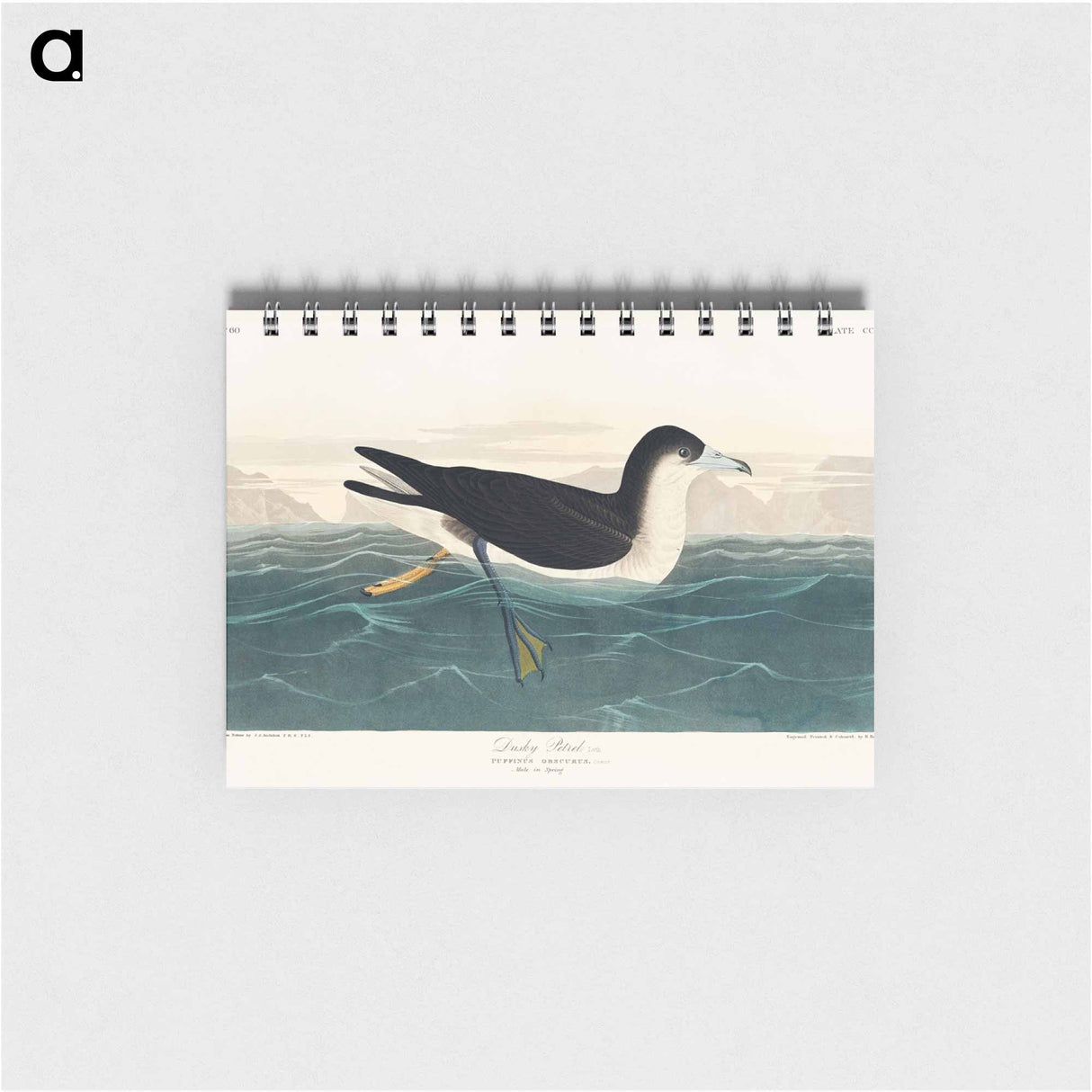 アートメモ帳-Dusky Petrel from Birds of America
 - アメリカの鳥たち Memo.
