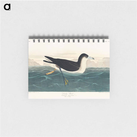 アートメモ帳-Dusky Petrel from Birds of America
 - アメリカの鳥たち Memo.