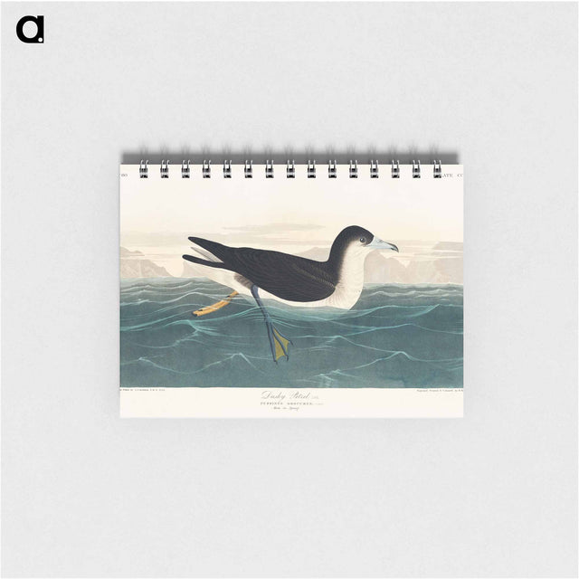 アートメモ帳-Dusky Petrel from Birds of America
 - アメリカの鳥たち Memo.
