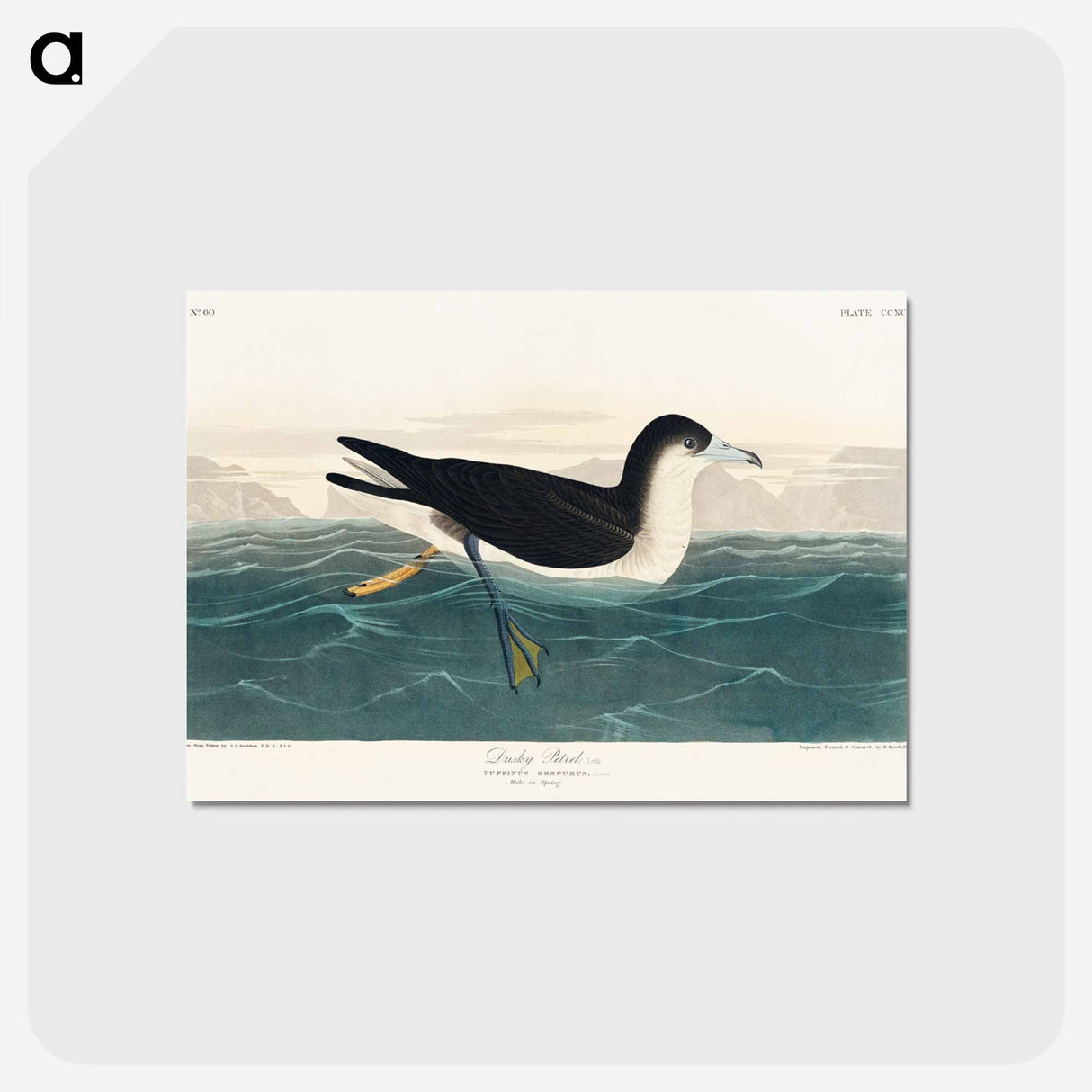 アートポストカード-Dusky Petrel from Birds of America
 - アメリカの鳥たち Postcard.