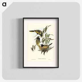アートポスター-Warty-faced Honey-eater
 - オーストラリアの鳥 Poster.