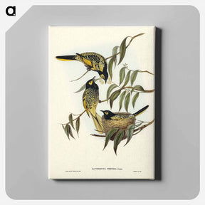 アートパネル-Warty-faced Honey-eater
 - オーストラリアの鳥 Canvas.