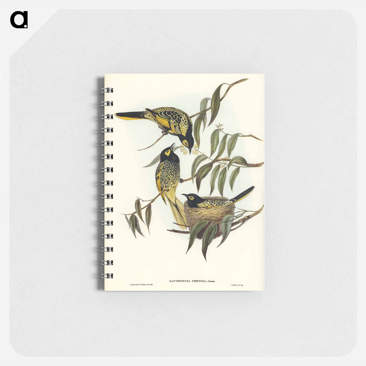 アートメモ帳-Warty-faced Honey-eater
 - オーストラリアの鳥 Memo.
