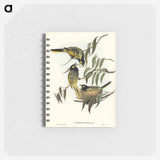 アートメモ帳-Warty-faced Honey-eater
 - オーストラリアの鳥 Memo.