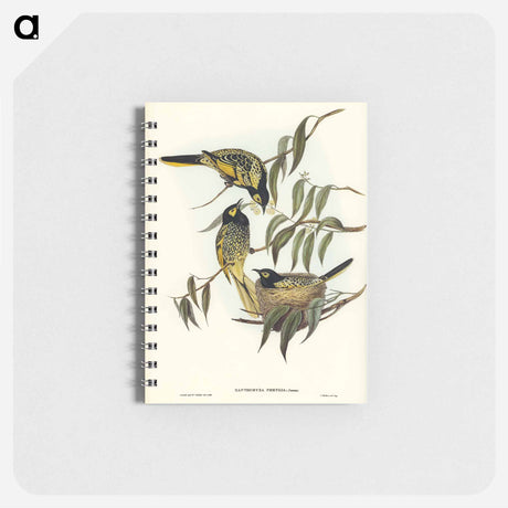 アートメモ帳-Warty-faced Honey-eater
 - オーストラリアの鳥 Memo.