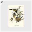 アートポストカード-Warty-faced Honey-eater
 - オーストラリアの鳥 Postcard.