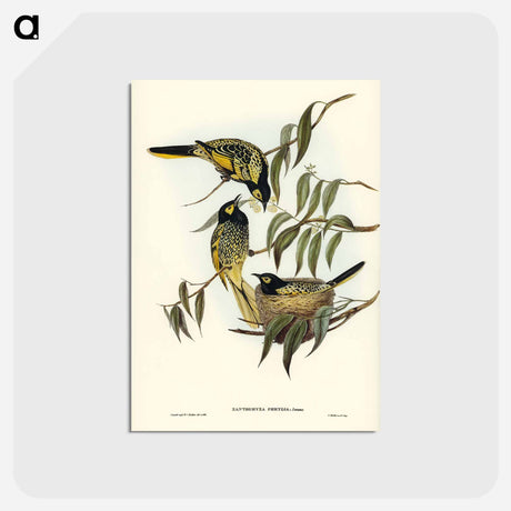 アートポストカード-Warty-faced Honey-eater
 - オーストラリアの鳥 Postcard.