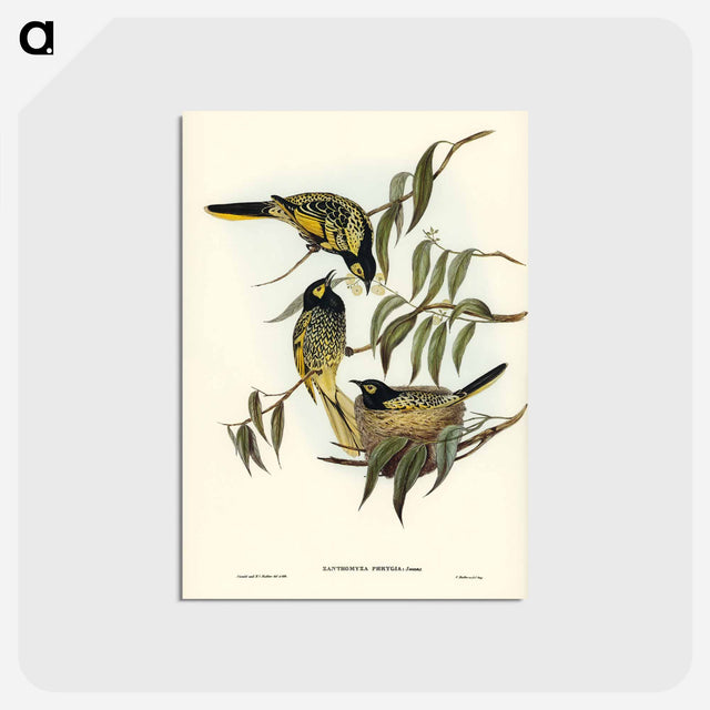 アートポストカード-Warty-faced Honey-eater
 - オーストラリアの鳥 Postcard.