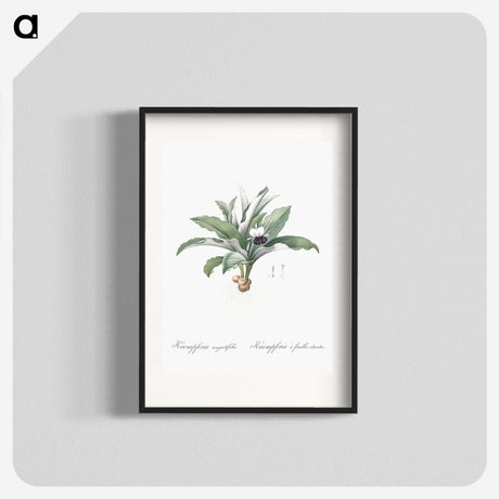 2-62_The-Lilies_blk