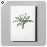 2-62_The-Lilies_canvas