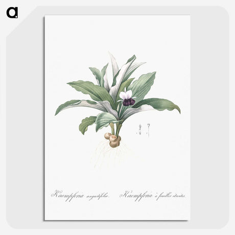 2-62_The-Lilies_picture-crop