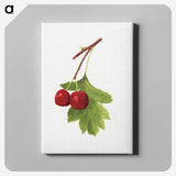2-62_USDA-Watercolor-Fruit-Painting-Collection_canvas