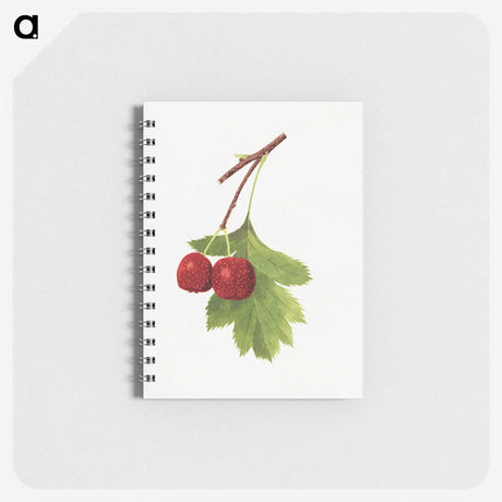 2-62_USDA-Watercolor-Fruit-Painting-Collection_memo