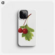 2-62_USDA-Watercolor-Fruit-Painting-Collection_phone