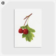 2-62_USDA-Watercolor-Fruit-Painting-Collection_postcard