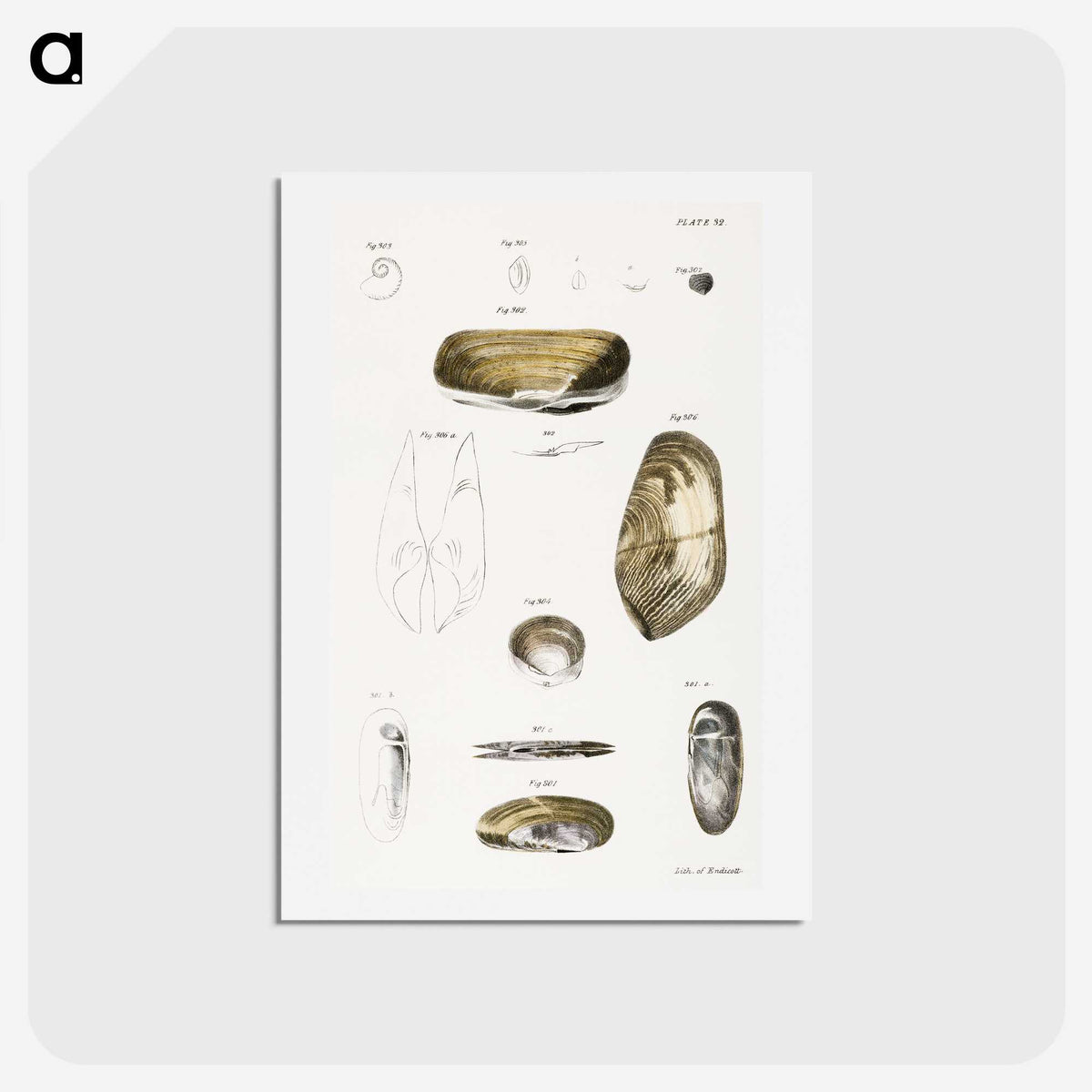 2-62_Zoology-of-New-York_hagaki