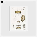 2-62_Zoology-of-New-York_hagaki