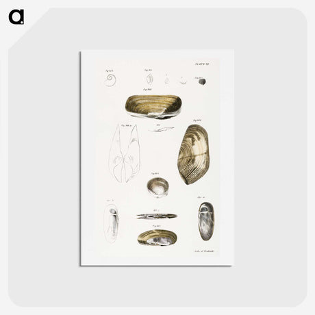 2-62_Zoology-of-New-York_hagaki