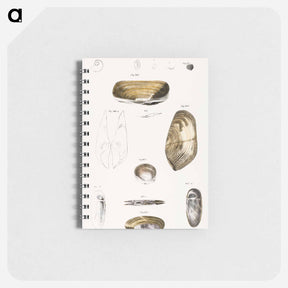 アートメモ帳-Different types of seashells illustration from Zoology of New York by James Ellsworth De Kay - ニューヨークの動物学 Memo.