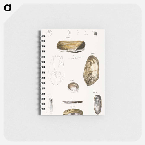 Different types of seashells illustration from Zoology of New York by James Ellsworth De Kay - ニューヨークの動物学 Memo.