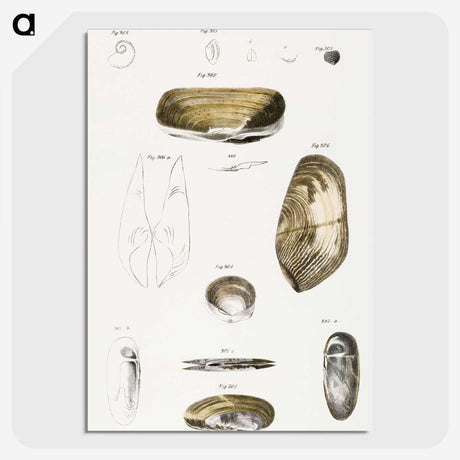 2-62_Zoology-of-New-York_picture-crop