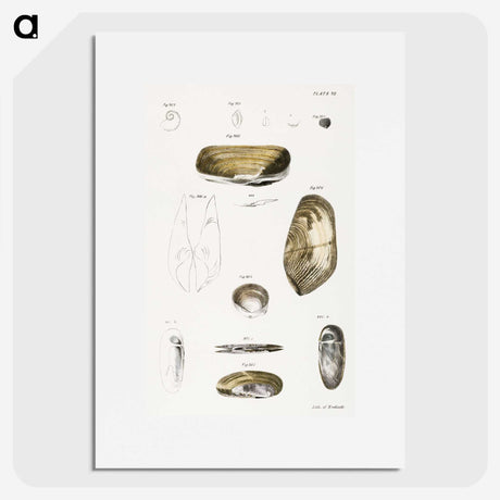 2-62_Zoology-of-New-York_picture