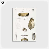 2-62_Zoology-of-New-York_postcard